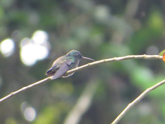 Saucerottia cyanifrons