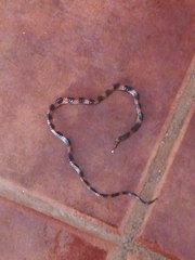 Geophis semidoliatus