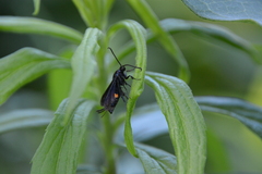 Sannina uroceriformis