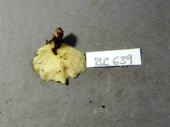 Flabellophora