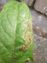 Liriomyza taraxaci