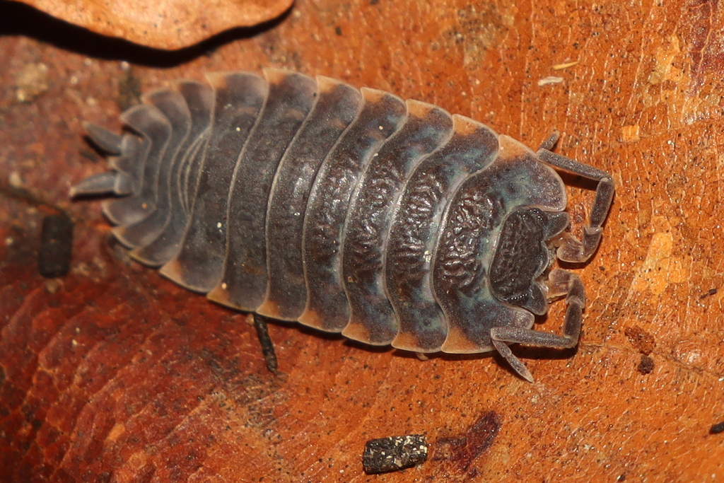 Trachelipus ratzeburgii