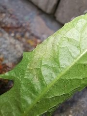 Liriomyza taraxaci