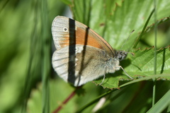 Coenonympha tullia