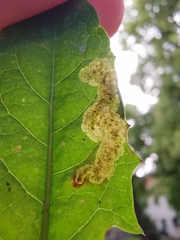 Liriomyza taraxaci