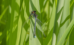 Coenagrionidae