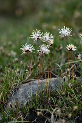 Juncus thomsonii