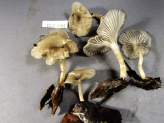 Singerocybe