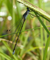 Lestes vidua
