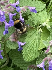 Bombus soroeensis