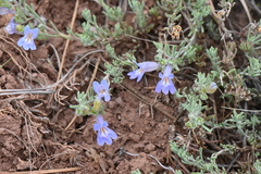 Penstemon teucrioides