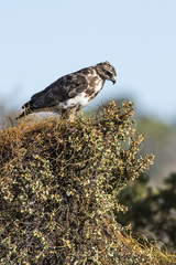 Buteo brachypterus