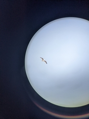 Ichthyaetus audouinii