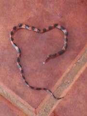 Geophis semidoliatus