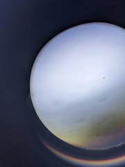 Ichthyaetus audouinii