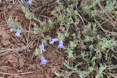 Penstemon teucrioides
