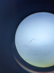 Ichthyaetus audouinii