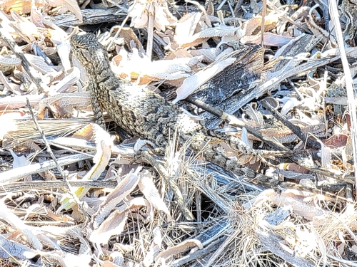 iNaturalist observation photo of Western Fence Lizard