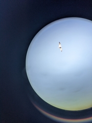 Ichthyaetus audouinii