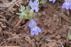 Penstemon teucrioides