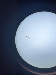 Ichthyaetus audouinii