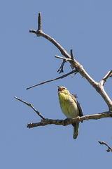 Neomixis striatigula