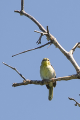 Neomixis striatigula