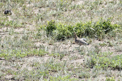 Pterocles personatus