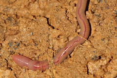 Aporrectodea trapezoides