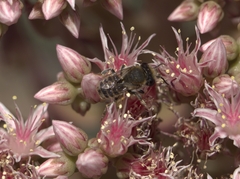Megachile binominata