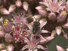 Megachile binominata