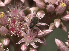 Megachile binominata