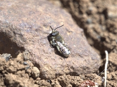 Megachile binominata