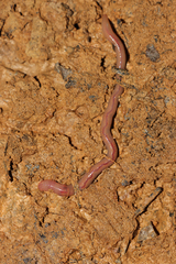 Aporrectodea trapezoides