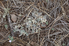 Astragalus castaneiformis