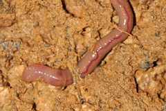 Aporrectodea trapezoides