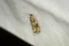 Olethreutes appendiceum