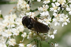 Eucartosyrphus