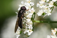 Eucartosyrphus