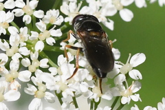 Eucartosyrphus