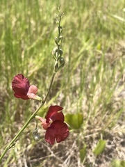 Macroptilium lathyroides