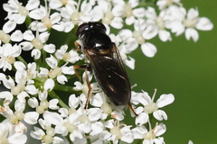 Eucartosyrphus