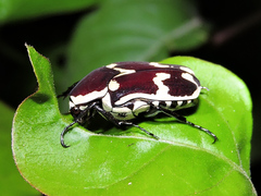 Amithao marginicollis