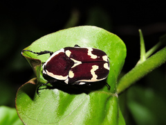 Amithao marginicollis