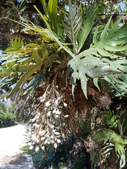 Bocconia arborea