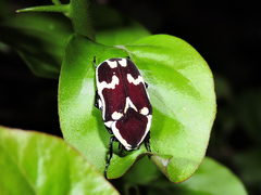 Amithao marginicollis