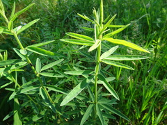 Desmodium sessilifolium