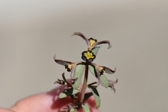 Euphorbia tibetica