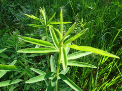 Desmodium sessilifolium
