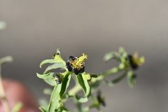 Euphorbia tibetica